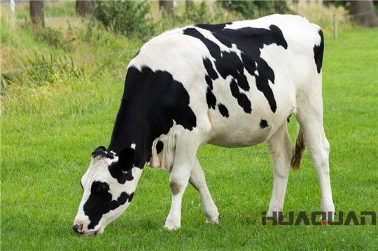 奶牛吃的是草，出來的是奶；而它吃的是油，出來的卻是電！華全